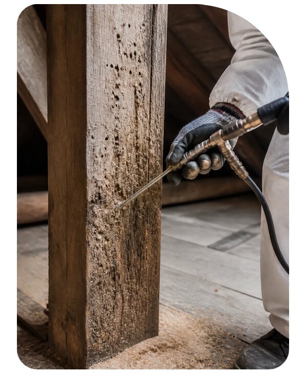 Уничтожение древоточца в Одинцове, цена от 5178 р. | Сенат-Днц